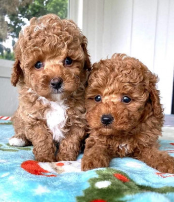 Pudel-poodle-rasa pura- caniche foto