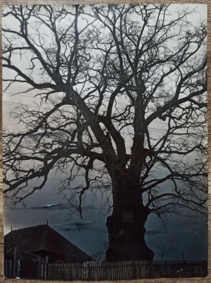 Stejarul lui Stefan cel Mare Cajvana, Suceava/ fotografie originala Ioan Negrea foto