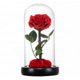 Trandafir Criogenat rosu bella &Oslash;8cm in cupola sticla 10x20cm