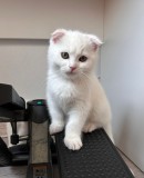 Pisoi Scottish Fold Shorthair. Un ghemotoc de fericire (Pedigree)