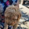 Vand catei caniche