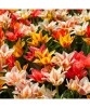 Lalele Tulipa, Greigii Mixed Pitice 30cm, Multicolor, 12/+, 1 Bulb, Oem