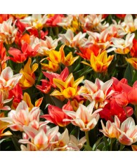 Lalele Tulipa, Greigii Mixed Pitice 30cm, Multicolor, 12/+, 1 Bulb