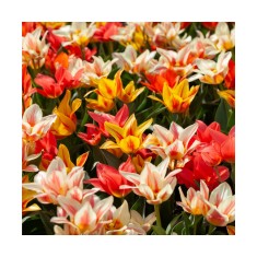 Lalele Tulipa, Greigii Mixed Pitice 30cm, Multicolor, 12/+, 1 Bulb