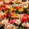 Lalele Tulipa, Greigii Mixed Pitice 30cm, Multicolor, 12/+, 1 Bulb