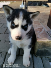 Husky Siberian foto