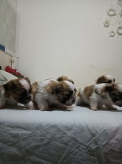 Bishon(mama frise -tatal Shihtzu)