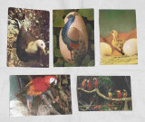 Pasari - Carte Postala veche Lot x 5 bucati, Circulata, Printata
