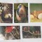 Pasari - Carte Postala veche Lot x 5 bucati