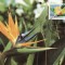 C4772 - Germania 1983 - carte maxima flora