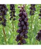 Bulbi Fritillaria Persica Purple Dynamite 20/24