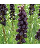 Bulbi Fritillaria Persica Purple Dynamite 20/24