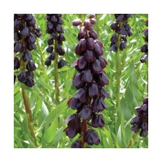 Bulbi Fritillaria Persica Purple Dynamite 20/24