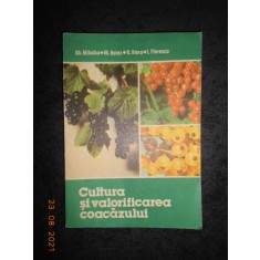 GHEORGHE MIHALCA - CULTURA SI VALORIFICAREA COACAZULUI