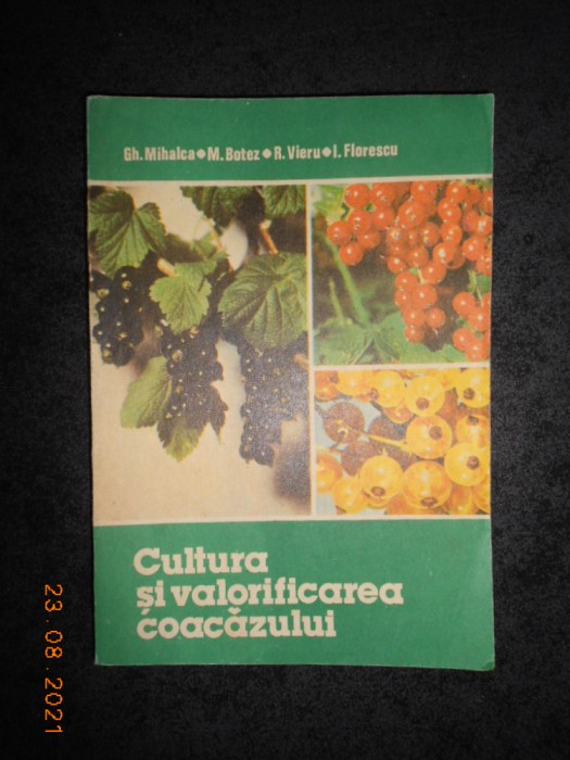GHEORGHE MIHALCA - CULTURA SI VALORIFICAREA COACAZULUI