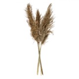 Pene Decorative Pampas, 85cm, Set 5 Bucăți, Culoare Bej, Oem