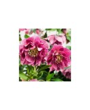 Spanz, Helleborus orientalis Floare Dubla, Hybrids Pink Promise, 1 buc, Radacina, Roz, 40cm, 2-4, Oem
