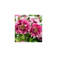 Spanz, Helleborus orientalis Floare Dubla, Hybrids Pink Promise, 1 buc, Radacina, Roz, 40cm, 2-4
