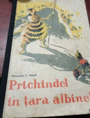 PRICHINDEL IN TARA ALBINELOR Alexandra Mihail foto