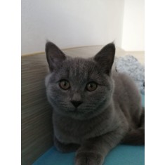 Cauti Motan Birmanez/Ragdoll pentru monta (imperechere)? Vezi 
