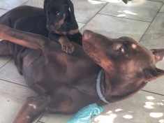 Pui Doberman Pinscher , catel de rasa , adoptie , Dobermann foto