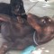 Pui Doberman Pinscher , catel de rasa , adoptie , Dobermann