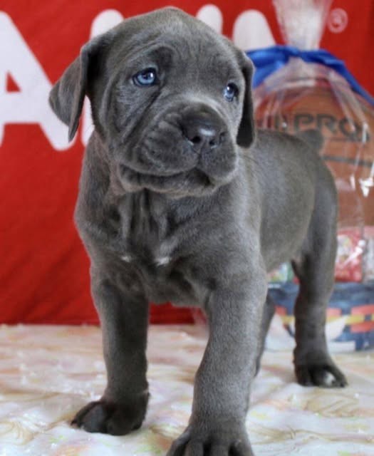 Pui de Cane Corso