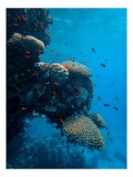 Tablou Canvas Ocean Vibrant Corali Pești Biodiversitate Natură Ecosistem, 26 x 39 cm, CMCLASS