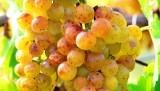 Cumpara ieftin Vita de vie - Tamaioasa Romaneasca