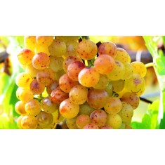 Vita de vie - Tamaioasa Romaneasca