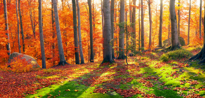 Fototapet autocolant Padure cu raze de soare, 200 x 150 cm foto