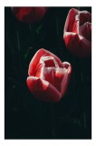 Tablou Canvas, "Tulipă &icirc;n lumina dimineții", Frumusețe, Delicatețe, Natură, Eleganță, Simplitate, Rafinament, 26 x 39 cm, CMCLASS