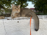 British shorthair golden