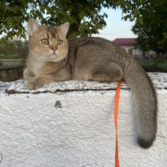 British shorthair golden