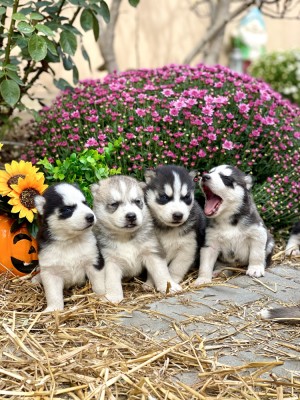 Husky Siberian Puiuți foto