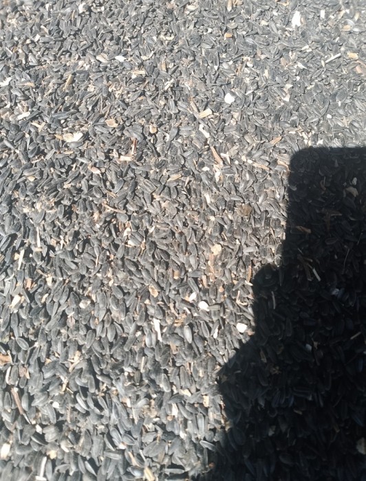 V&acirc;nd Floarea-Soarelui, 150 tone