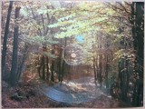 Fotodisc -Colorvox-Koncz Zsuzsa -Illes- ML. 248