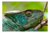 Tablou Canvas, "Cameleonul &icirc;n culorile naturii vibrante", Schimbare, Culoare, Adaptabilitate, Natură, Detalii, Verde, Textură, Solzi, Obiectiv, Calm,
