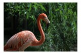 Tablou Canvas, "Flamingo &icirc;n grădina tropicală verde", Flamingo, Roz, Elegant, Verdeață, Gracil, Seren, Pene, Contrast, Natură, Tranquilitate, 39 x 26