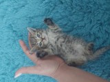 Pui pisica British shorthair
