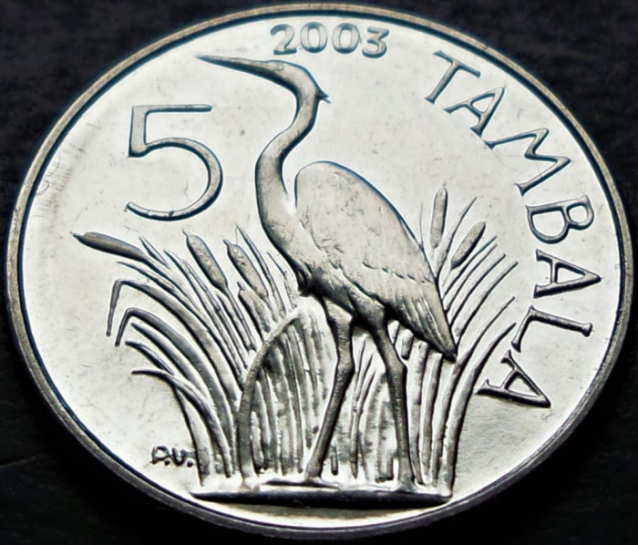 Moneda exotica 5 TAMBALA - Republica MALAWI, anul 2003 * cod 1033 = UNC