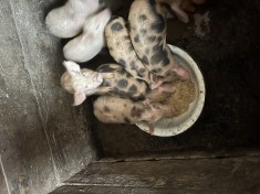 V&acirc;nd scroafa cu 7 purcei