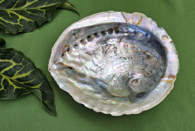 SCOICA ABALONE, STARE NATURALA, NESLEFUITA foto