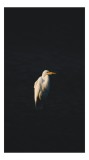 Tablou Canvas, "Egreta &icirc;n lumina dimineții calme", Pasăre, Egreta, Lumină, Penaj, Siluetă, &Icirc;ntuneric, Contrast, Serenitate, Solitudine, Delicatețe, 26