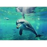 Poster Delfin