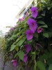 Dalechampia Dioscoreifolia - 2 Seminte/Pachet - Seminte Rare, Cadou Surpriza - Livrare Nationala