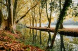 Tablou Canvas, "Toamna de-a lungul r&acirc;ului liniştit", Copaci, Reflecții, Toamnă, Apă, Frunze, Natură, Tranquilitate, Peisaj, R&acirc;u, Pădure, 39 x 26 cm, C