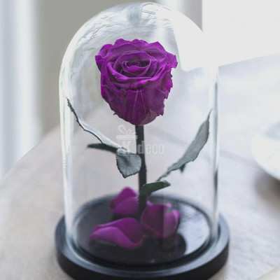 Trandafir Criogenat XL mov-purpuriu &amp;Oslash;6,5cm in cupola foto