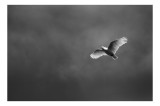 Tablou Canvas, "Pasărea zborului solitar &icirc;n cer", Pasăre, Zbor, Cer, Pene, Lumină, Contrast, Libertate, &Icirc;ntindere, 39 x 26 cm, CMCLASS