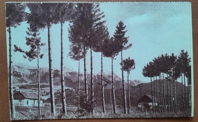 Carte postala, Bran, perioada interbelica foto